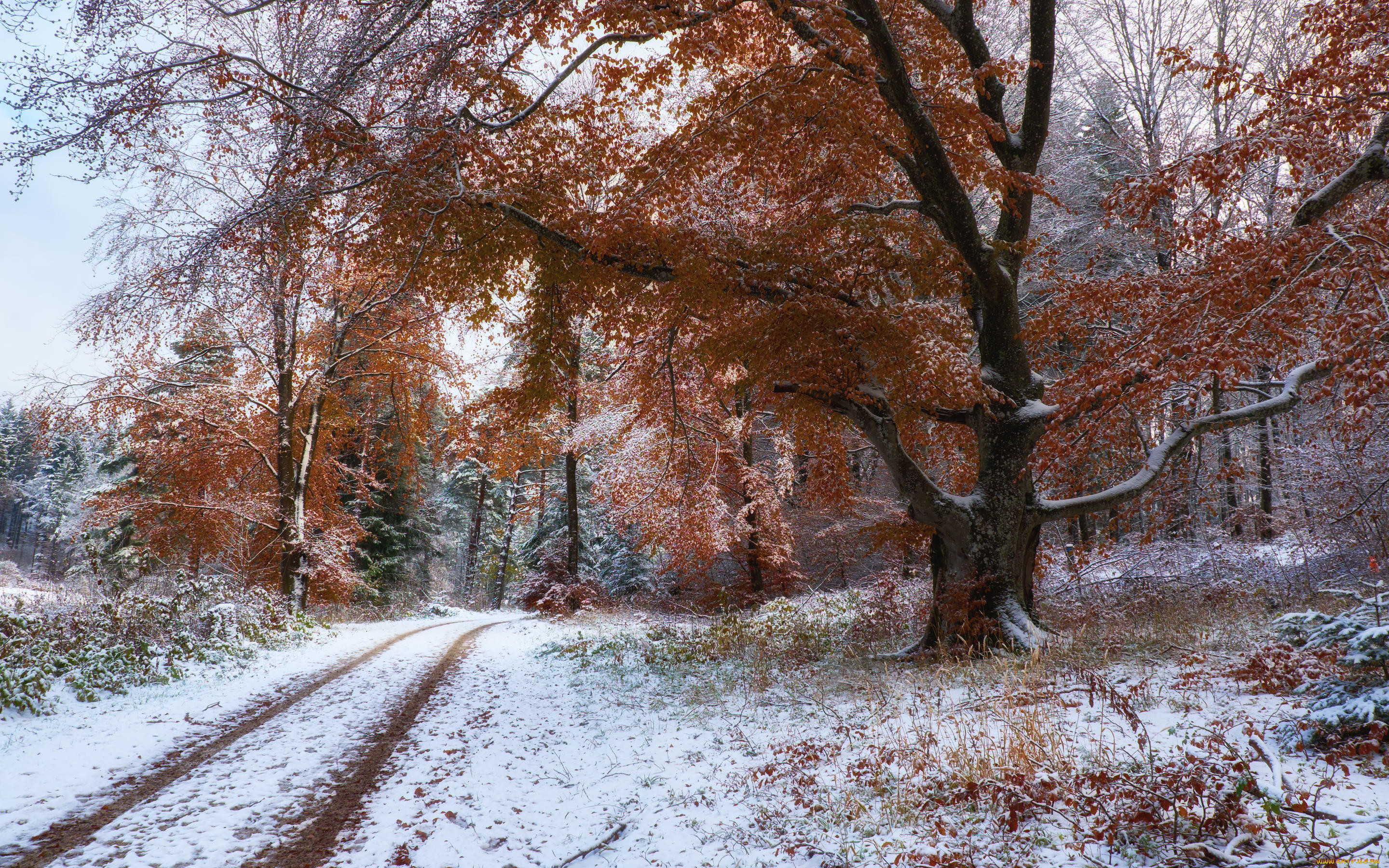 Картинки осень ноябрь. Поздняя осень. Ранняя зима. Поздняя осень фото. Поздняя осень снег.